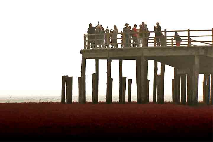 O local tem em sua estrutura passarelas elevadas, ou plataformas, que permitem ao turista uma visualização do espetáculo oferecido pelas plantas Suaeda salsa. 
