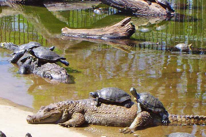 Habitat: Vivem em ambientes de água doce, como rios, lagos e pântanos, saindo ocasionalmente para terra firme.


