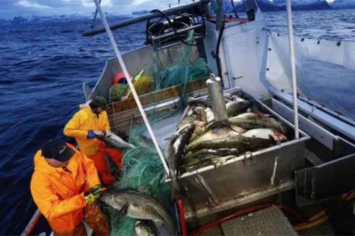 A pesca do bacalhau, no entanto, tem enfrentado desafios ao longo dos anos devido à sobrepesca, especialmente no Atlântico Norte.