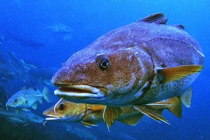 Medidas de controle e políticas sustentáveis têm sido implementadas para proteger as populações desse peixe tão apreciado.