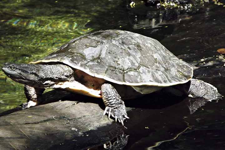 Características e alimentação: Têm casco achatado, pescoço longo e patas com membranas para nadar. São onívoros, consumindo peixes, moluscos, insetos e vegetação aquática.