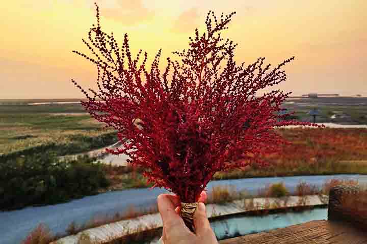 Nessa zona pantanosa há a presença de uma planta denominada Suaeda salsa. Entre os meses de setembro e outubro, ela se exibe com uma cor vermelha bastante intensa. 
