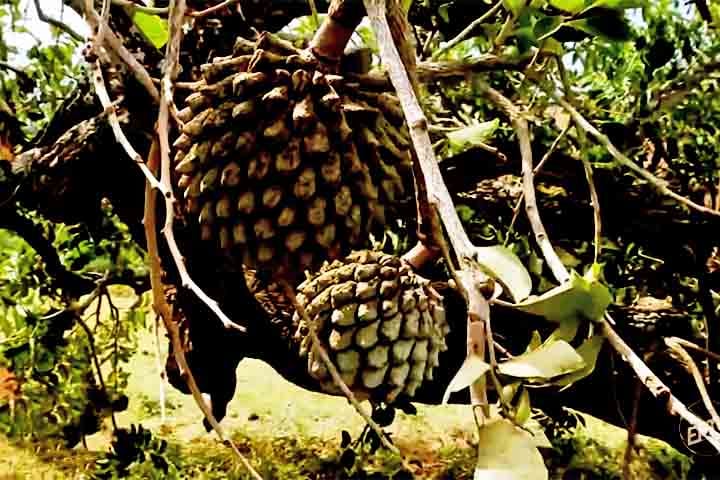 A árvore pode atingir de 4 a 8 metros de altura e começa a frutificar entre o quarto e o quinto ano após o plantio. Possui sistema radicular do tipo axial que atinge grandes profundidades no solo, para absorver água e nutrientes. 
