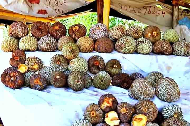 Sem incentivo à plantação em grande escala e com o desmatamento, a colheita deste fruto ainda é feita de forma extrativista e informal e corre riscos constantes. 