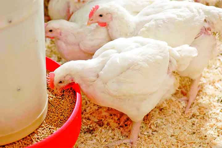 O uso do milho em grão como alimentação animal representa a maior parte do consumo desse cereal, isto é, cerca de 70% no mundo. Nos Estados Unidos, cerca de 50% é destinado a esse fim, enquanto que no Brasil varia de 60% a 80%.