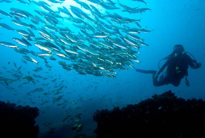 Esse peixe desempenha um papel crucial no ecossistema marinho, sendo uma fonte alimentar importante para diversas espécies e ocupando um lugar central nessa configuração.