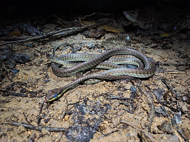 Dendrelaphis cyanochloris
Cobra-arbórea encontrada no Sudeste Asiático. Possui um tom azul metálico.