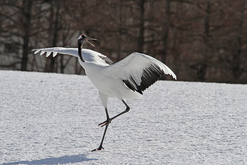 Na região, há a presença de mais de 260 espécies de aves, muitas buscam a Praia Vermelha para procriação. A espécie grou-da-manchúria, de plumagem branca e preta e porte imponente, está entre as mais vistosas da região. Na cultura chinesa, a ave é símbolo de longevidade e boa sorte. 
