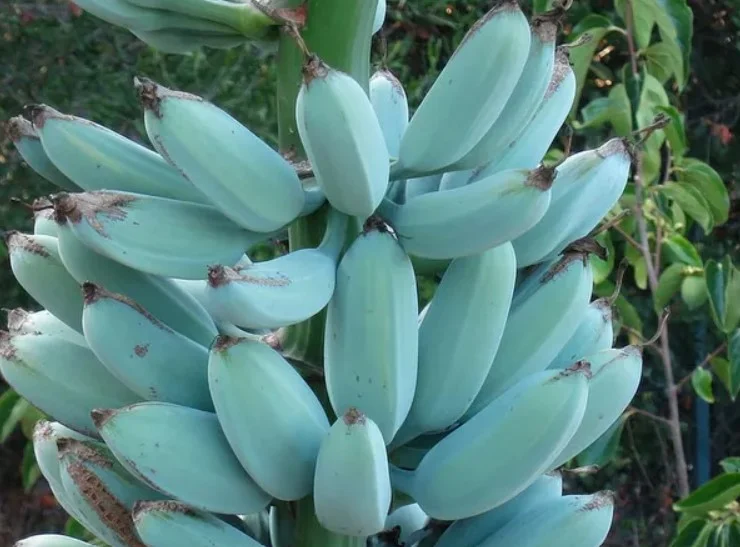 Em algumas regiões tropicais do mundo é possível encontrar uma banana de cor diferente da que estamos habituados (verdes ou amarelas). Trata-se de uma variedade azul que é um híbrido da banana Musa balbisiana e da Musa acuminata. E mais: ela tem sabor que remete à baunilha e textura parecida com a de sorvete. 
