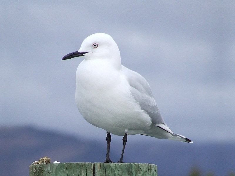 A gaivota-de-bico-preto, ameaçada de extinção, também é encontrada por lá. Sua preservação é um exemplo da importância da área.
