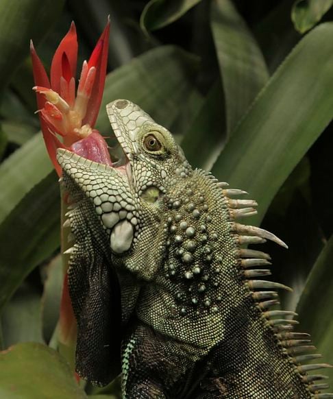 O abate é recomendado com o uso de lanças de pesca. Embora não sejam agressivas aos humanos, as iguanas-verdes destroem florestas e plantações ao se alimentarem de frutas, folhas e plantas.