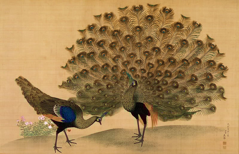 Outro caso em que o pavão se destacou nas artes foi na pintura de Maruyama Ōkyo, em 1781. Assim, o pintor japonês retratou o pavão-verde.