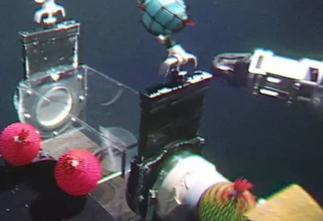 Águas-vivas sao seres que, volta e meia, se destacam na mídia. Recentemente, um pesquisador brasileiro participou de uma descoberta no Oceano Pacífico. O professor André Carrara Morandini, da Universidade de São Paulo (USP), se uniu a cientistas japoneses na identificação de uma nova espécie de água-viva.