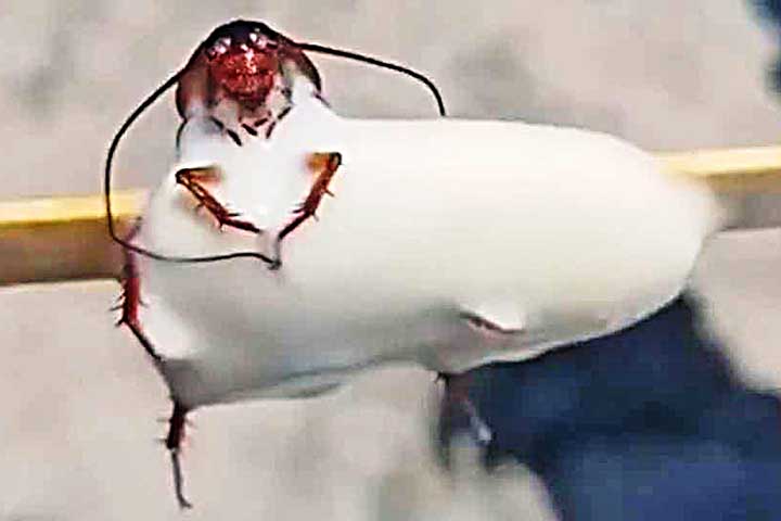 A imagem de um picolé com uma barata dentro viralizou recentemente e causou nojo e repulsa. Foi numa praia do Rio. Baratas metem medo em muita gente. Conheça mais sobre esse inseto