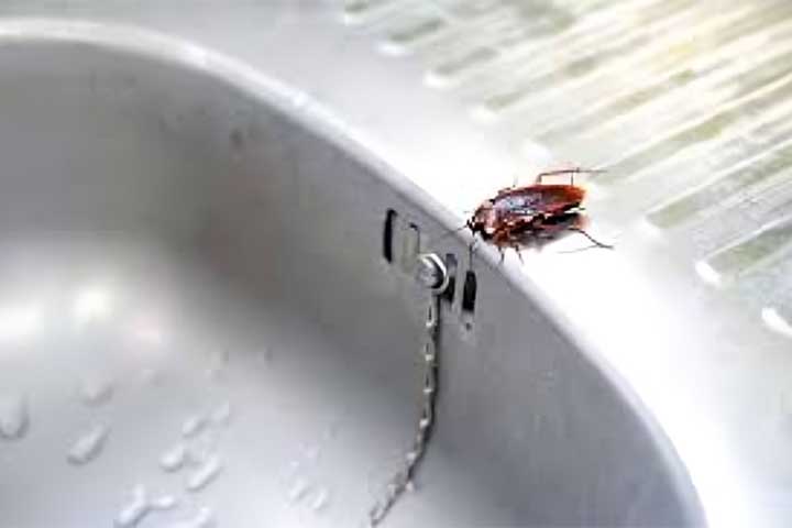 Elas vivem em locais quentes e úmidos, como cozinhas, esgotos, depósitos e até na natureza. São encontradas em quase todos os continentes, exceto na Antártida, devido ao frio extremo.
