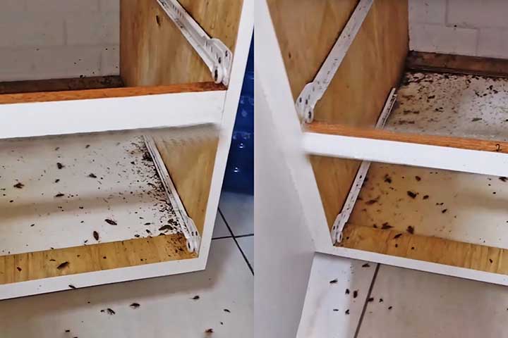 As baratas invadem despensas, roem embalagens e contaminam alimentos e utensílios. Além disso, seus excrementos e carcaças podem causar mau cheiro e agravar problemas respiratórios.