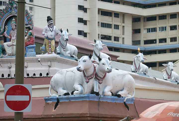 A vaca é vista no país como uma oferenda dos deuses, sendo símbolo de abundância, fertilidade e maternidade. Dessa forma, é considerado uma violação no hinduísmo matar um boi ou comer sua carne.