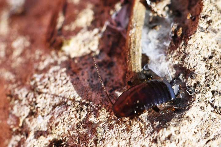 Baratas transportam microrganismos nocivos, podendo espalhar bactérias, vírus e fungos. Elas andam em locais sujos, carregando patógenos que afetam a saúde humana.
