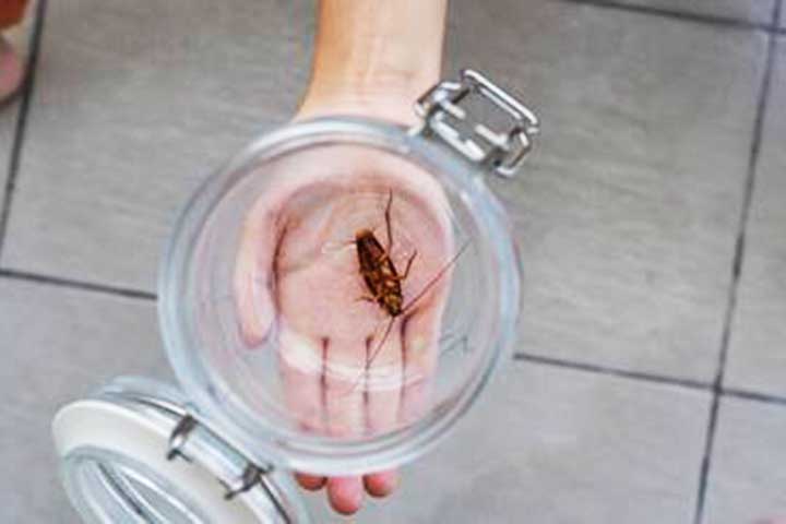 Como combater: É possível usar iscas, armadilhas adesivas e inseticidas específicos. Além disso, contratar dedetizadoras pode ser necessário em casos de infestações severas.