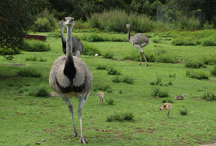 Após a série de derrotas para as peculiares aves de 1.80 metro de altura, Meredith e o governo capitularam.