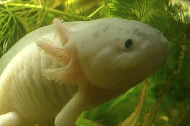 Seu habitat tradicional nos canais de Xochimilco enfrenta sérios desafios, incluindo a competição com espécies invasoras como carpas e tilápias. 