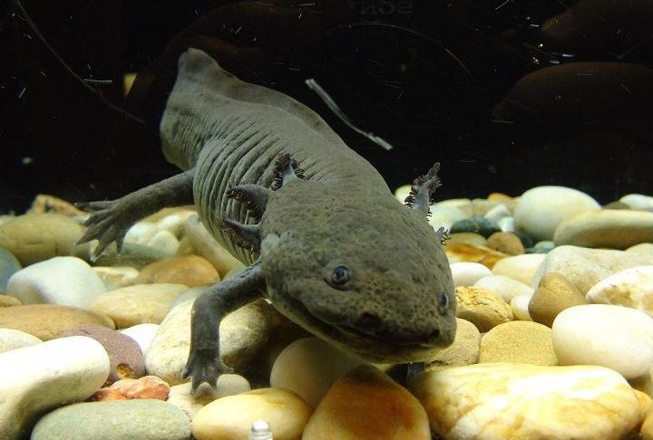 Apesar da variedade albina (rosada) ser popular, na natureza a espécie geralmente apresenta pele escura para camuflagem.