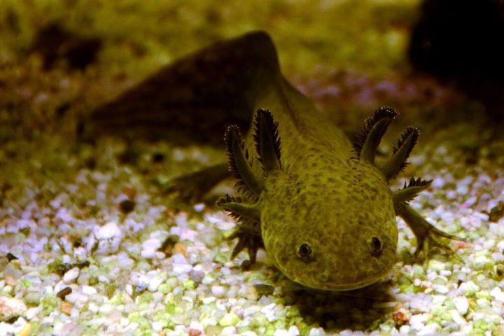 Em cativeiro, o axolote pode viver até impressionantes 20 anos, um contraste com sua expectativa de vida na natureza, que raramente ultrapassa 4 anos devido às constantes ameaças ambientais.
