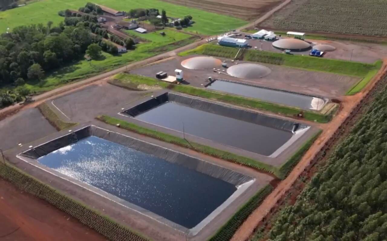 Essa alternativa contribui consideravelmente para o planeta. Isso porque há uma redução da emissão de gases que agravam o efeito estufa e que são liberados pelas fezes dos animais.