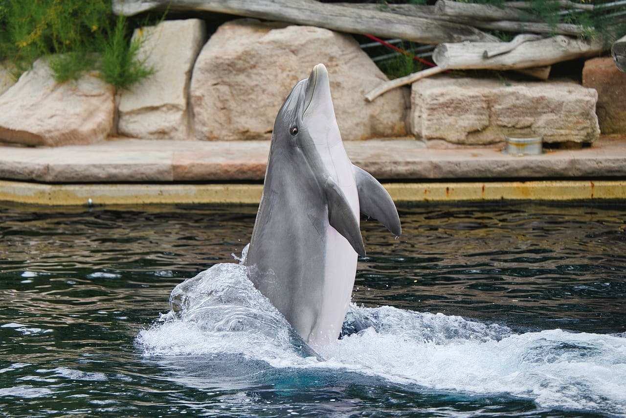 Por serem mamíferos e terem respiração pulmonar, os golfinhos precisam subir constantemente à superfície. 