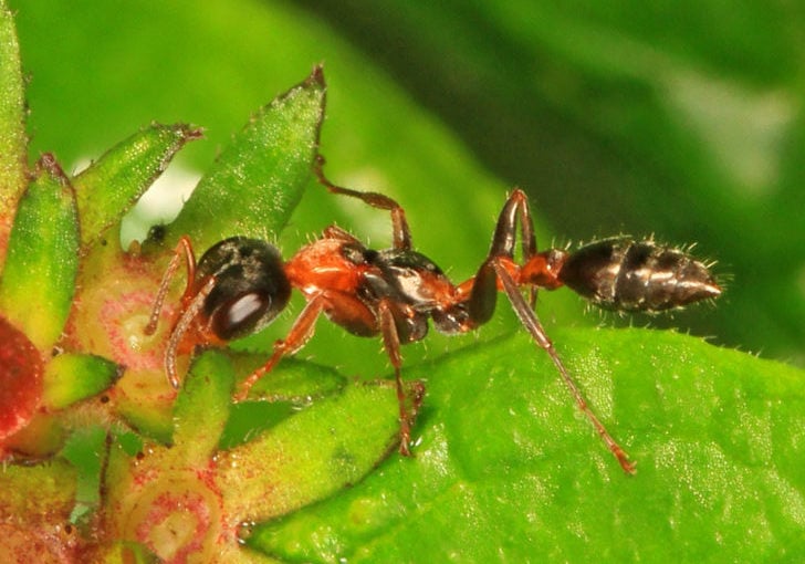 Essa espécie tem um corpo de aproximadamente 3 mm de comprimento e olhos bem grandes. É comumente encontrada em florestas das Américas.