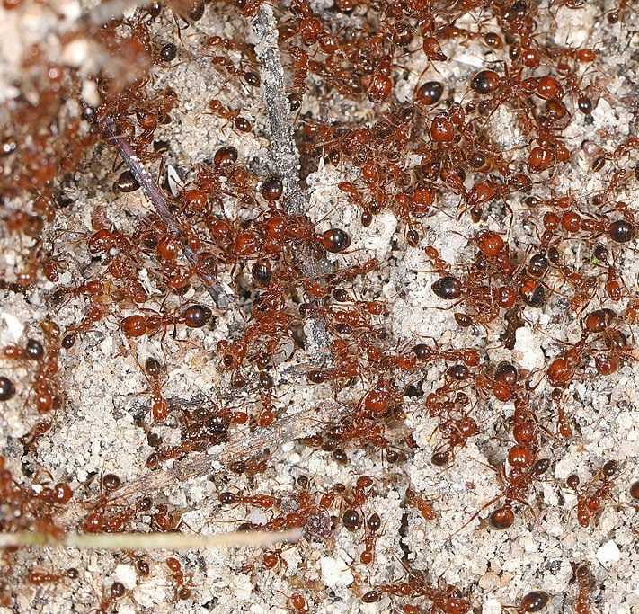 Formiga-de-fogo: Esse inseto, também conhecido como formiga lava-pés, ao picar, causa vermelhidão e dor na região afetada. Pode causar coceira, formação de bolhas e até inflamar certos nervos isolados. 