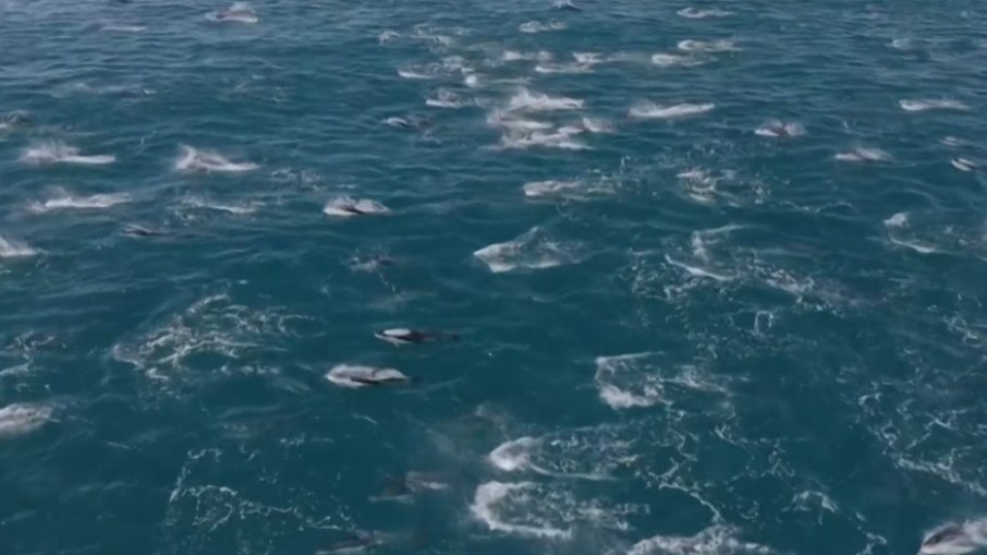 Evan Brodsky, um capitão de barco da Califórnia, fez um registro raro de um conjunto de mais de dois mil golfinhos na costa da Baía de Monterey, no estado americano. O impactante da cena é que a espécie golfinho-baleia-franca-do-norte costuma ser vista em águas mais profundas, distantes da costa. A informação é da agência de notícias AP.

