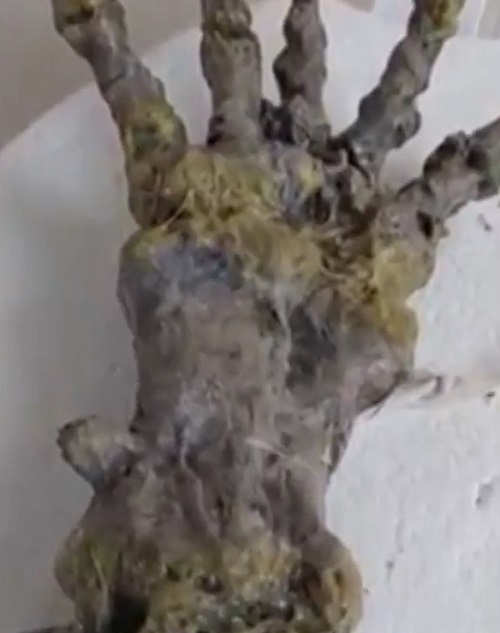 Especialistas disseram que o esqueleto não é de um humano, mas também não pertencei a algum ser que nós não conhecemos. Eles descartaram assim uma relação com alienígenas.