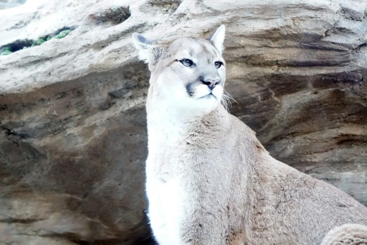 Por outro lado, ao contrário de outros grandes felinos, os pumas não rugem, mas emitem vocalizações como gritos e ronronados.