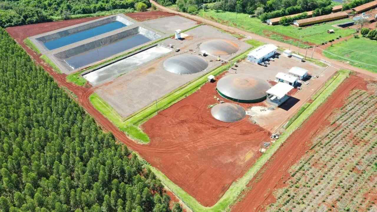 Os dejetos ficam nos biodigestores por 30 dias. Com pouco oxigênio no ambiente fechado, as bactérias comem parte do material orgânico do estrume, liberando um gás rico em metano.