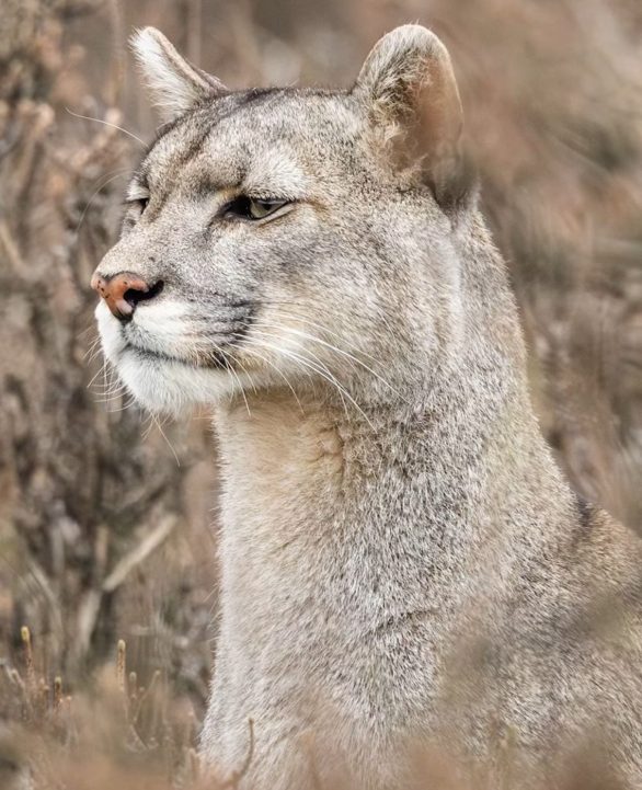 As imagens de um fotógrafo brasileiro ficando frente a frente com um puma viralizaram nas redes sociais nos últimos dias.