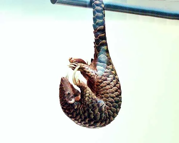 Estima-se que milhões tenham sido capturados ilegalmente apenas na última década, especialmente por causa da crença, sem comprovação científica, de que suas escamas possuem propriedades medicinais.