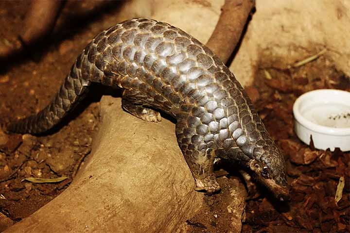 O pangolim-chinês é encontrado em partes da China, Vietnã e Taiwan. É pequeno, arborícola e de hábitos noturnos. Sofre intensa pressão de caça, o que o colocou na categoria de criticamente ameaçado. É uma das espécies mais traficadas do mundo.