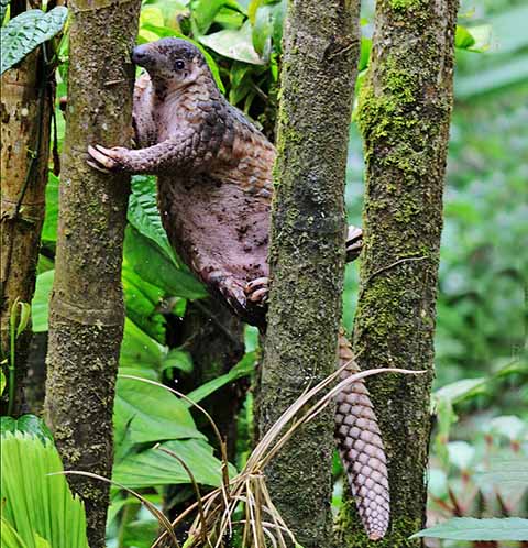 Na região do Sudeste Asiático, especialmente em países como Indonésia, Malásia e Tailândia, vive o pangolim-malaio. De cauda longa e preênsil, adapta-se bem à vida em árvores. Também está criticamente ameaçado, devido à caça e à destruição de seu habitat.