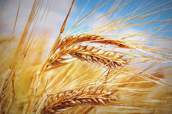 Trata-se de uma planta mais sensível que o trigo, sendo intolerante a situações de alagamento. Ela é muito suscetível à acidez e exige solos de boa fertilidade para seu desenvolvimento. 