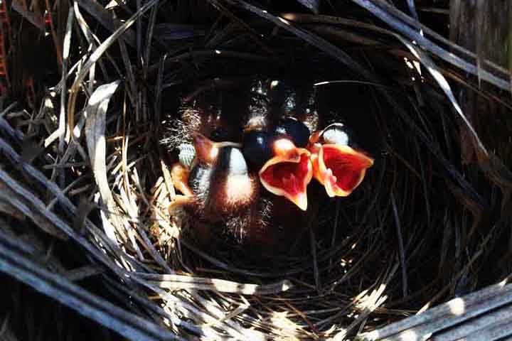 Pardal-do-mar-vermelho (Passeridae, família): Constrói grandes estruturas de ninho no chão, mas o interessante é que esses ninhos geralmente são comunais. As fêmeas constroem câmaras individuais, mas o ninho compartilha uma base gigante e ramificada.
