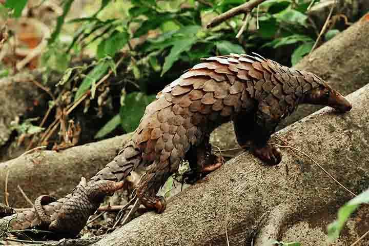 Outro africano notável é o pangolim-de-barriga-branca, ágil e arborícola, presente em diversas regiões da África Ocidental e Central. Muito caçado por sua carne, está listado como espécie em perigo.