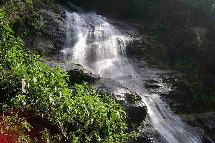 A floresta também abriga diversos atrativos naturais e históricos, como a Cascatinha Taunay, a Pedra da Gávea e o Pico da Tijuca (o ponto mais alto da floresta, com 1.021 metros de altitude).