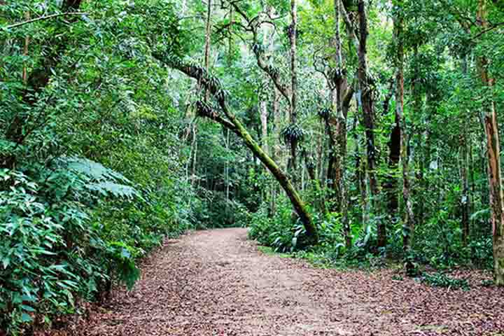 A vegetação da Floresta da Tijuca é majoritariamente composta por espécies da Mata Atlântica, com uma rica biodiversidade de flora e fauna.