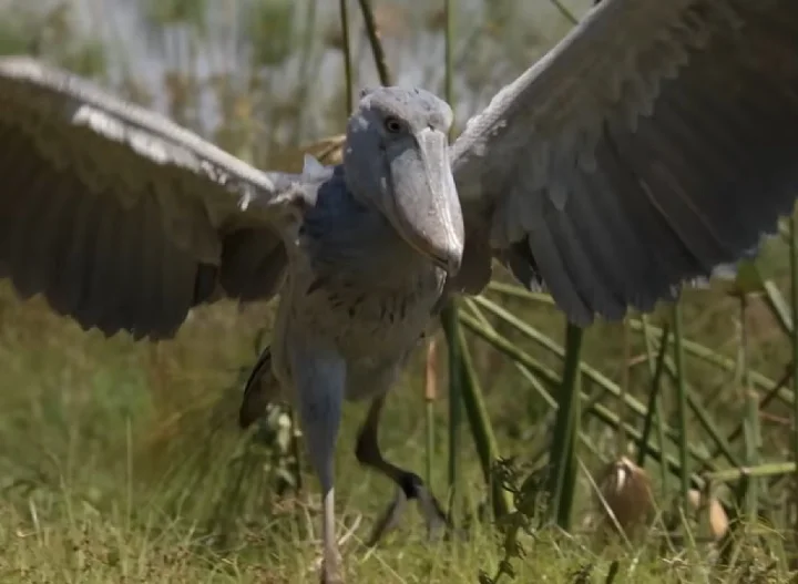 Especialistas ressaltam que é importante proteger essas aves magníficas e seus habitats para garantir sua sobrevivência para as gerações futuras.