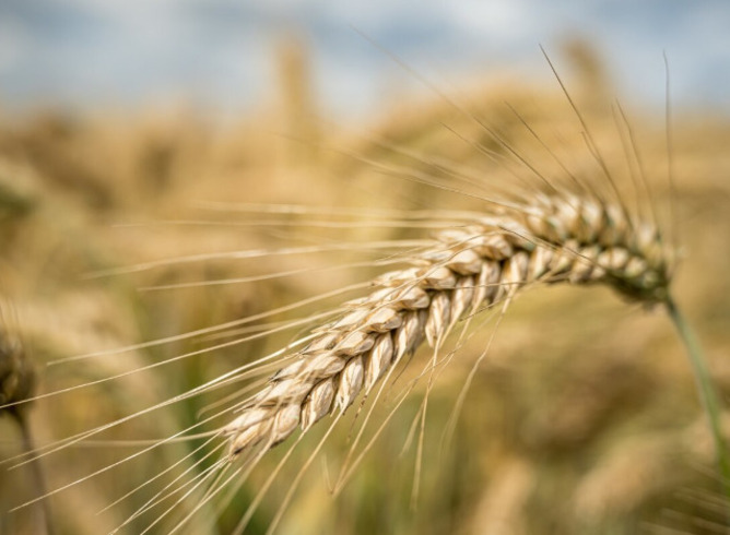 Engana-se quem acha que a cevada se limita apenas à fabricação da cerveja. Esse cereal está presente em outras fontes de alimento, traz benefícios aos indivíduos e é forte na medicina chinesa. 