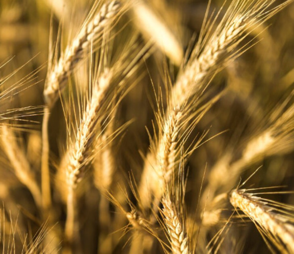 A cevada (Hordeum vulgare) é uma gramínea cerealífera (cereal), sendo uma das principais fontes de alimento para pessoas e animais.
