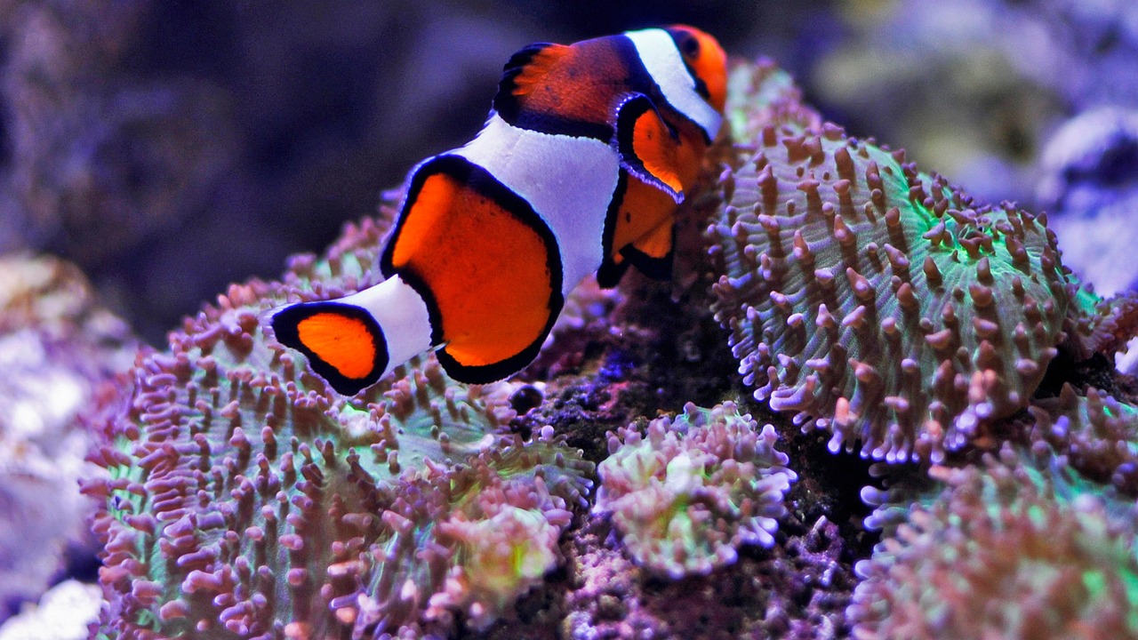 Eles, então, são conhecidos e comercializados para aquariofilia sob os nomes comuns de peixe-palhaço e peixe-das-anêmonas. O gênero inclui 30 espécies, todas com distribuição natural nos recifes coralinos dos oceanos tropicais.