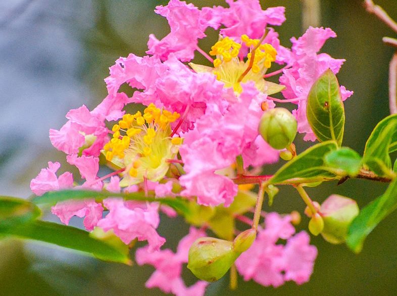 Depois de terminar os estudos, ela decidiu ingressar nesse mercado e, em 2022, iniciou o cultivo de flores comestíveis no quintal de sua casa, em Londrina, Paraná.