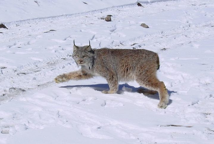Apesar de viverem em áreas remotas, o lince-do-Canadá é classificado como Pouco Preocupante (LC) na Lista Vermelha da IUCN, devido à sua ampla distribuição e à estabilidade populacional em algumas regiões.